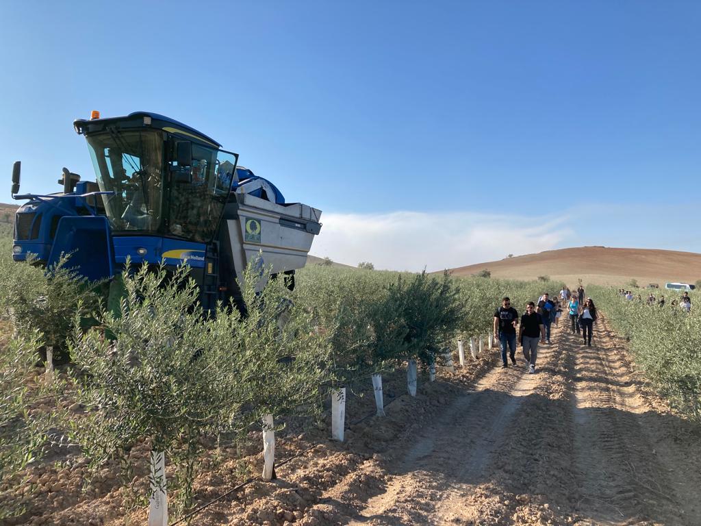 Blue mechanical olive harvester moving between young trees while visitors walk beside the row.