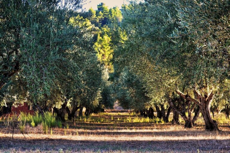 Olive grove with rows of olive trees illuminated by sunlight.